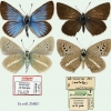 polyommatus agrodiaetus damon zhicharevi type